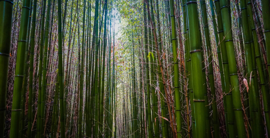 shutterstock_1194564835-1