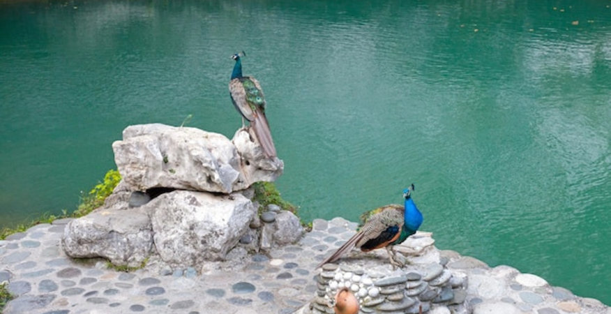 two-male-peacocks-at-lake-tshyna-blue-lake-in-abkhazia_400823-1118