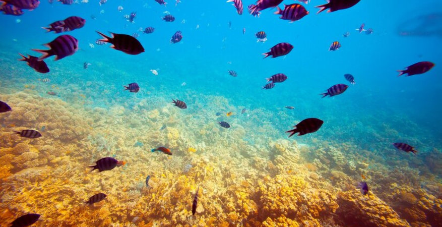 tropical-fishes-on-coral-reef-area_1398-2416