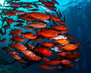 beautiful-shot-of-the-underwater-life-of-maldives_181624-18838