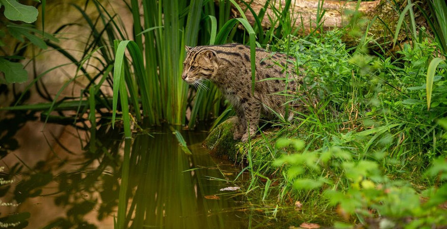 beautiful-and-elusive-fishing-cat-in-the-nature-habitat-near-water-endangered-species-of-cats-living-in-captivity-kind-of-small-cats-prionailurus-viverrinus_475641-2032